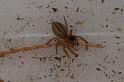 Lycidas_scutulatus_D7807_Z_88_North Stradbroke island_Australie
